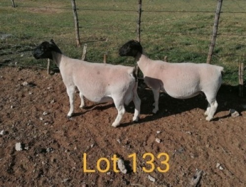 2X DORPER OOI/EWE AUCAMP BOERBOKSTOET