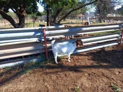 1X BOERBOK OOI/EWE LUKAAN TRAIDING
