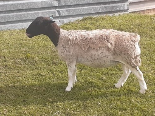 1X DORPER OOI/EWE WIENAN DORPERS