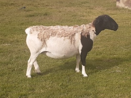 1X DORPER OOI/EWE WIENAN DORPERS