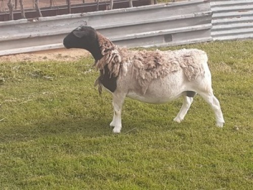 1X DORPER OOI/EWE WIENAN DORPERS