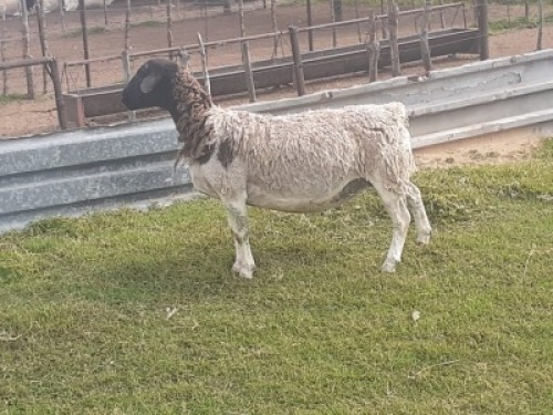 1X DORPER OOI/EWE WIENAN DORPERS
