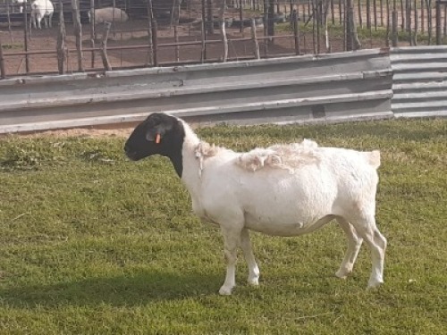 1X DORPER OOI/EWE WIENAN DORPERS