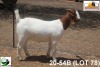 LOT 78 1X KOMMERSIELE OOI/COMMERCIAL EWE BOERBOK TSEPAMO & CO LTD - 2