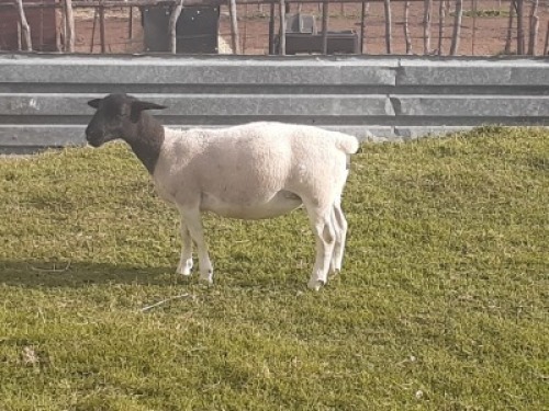 1X DORPER OOI/EWE WIENAN DORPERS
