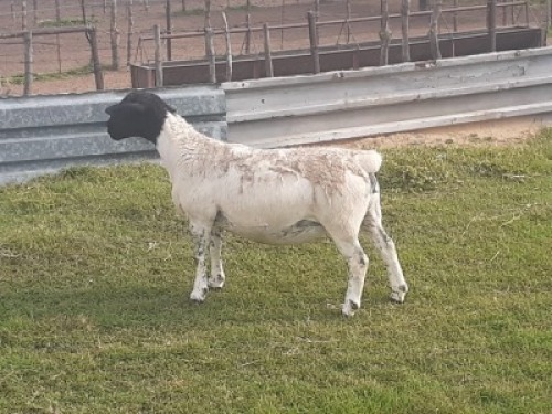 1X DORPER OOI/EWE WIENAN DORPERS