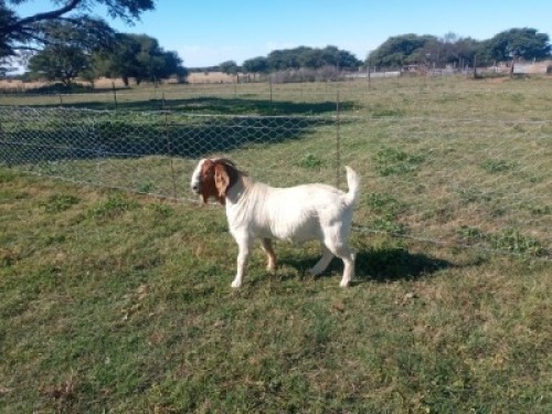 1X BOERBOK RAM NOKAMI FARM