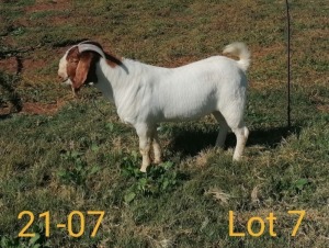 1X BOERBOK RAM AUCAMP BOERBOK