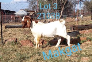 1X BOERBOK RAM MAKGAT BOERBOK