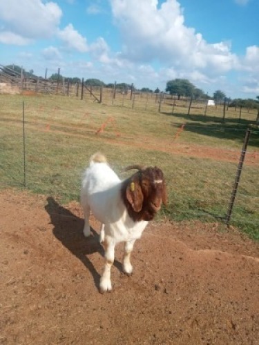 1X BOERBOK RAM NOKAMI FARM