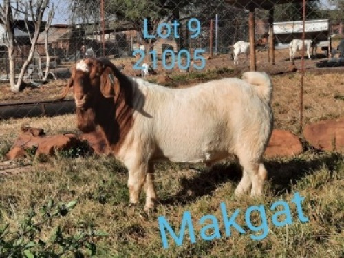 1X BOERBOK RAM MAKGAT BOERBOK