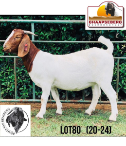 LOT 80 1X KOMMERSIELE OOI/COMMERCIAL EWE BOERBOK BENITA VAN RENSBURG BOERBOKKE