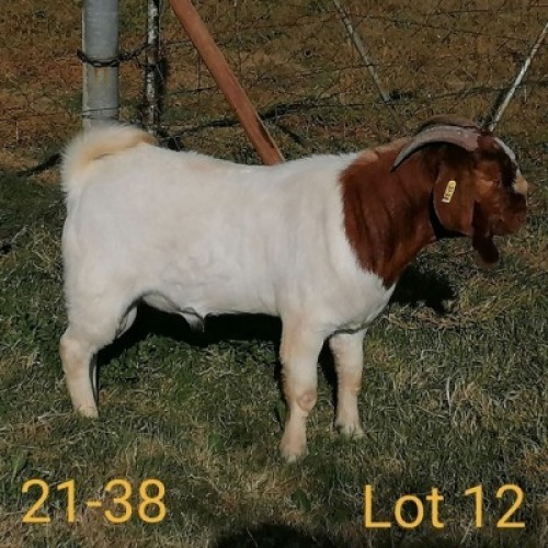 1X BOERBOK RAM AUCAMP BOERBOK