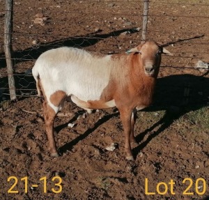 1X MEATMASTER RAM AUCAMP BOERBOKSTOET