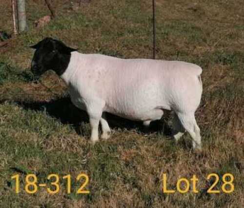 1X DORPER RAM AUCAMP BOERBOKSTOET