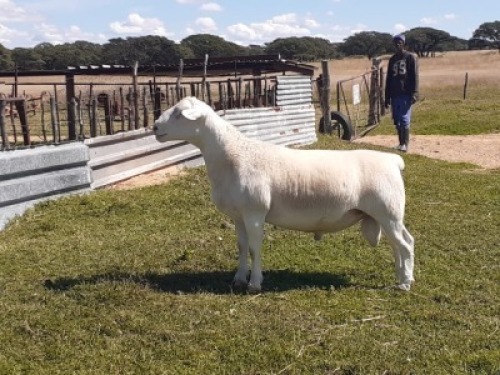 1X DORPER RAM WIENAN DORPERS