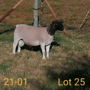 1X DORPER RAM AUCAMP BOERBOKSTOET