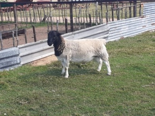 1X DORPER RAM WIENAN DORPERS