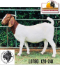 LOT 80 1X KOMMERSIELE OOI/COMMERCIAL EWE BOERBOK BENITA VAN RENSBURG BOERBOKKE - 2