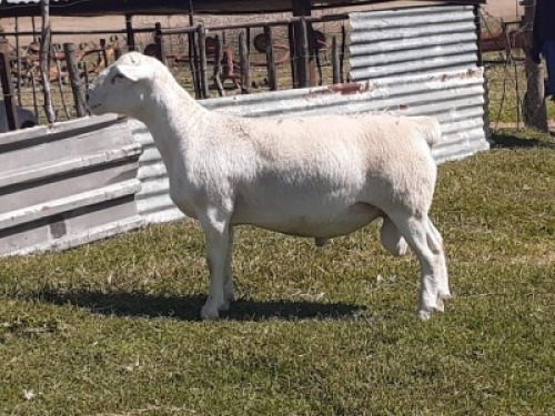1X DORPER RAM WIENAN DORPERS