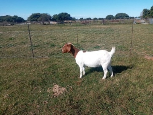 1X BOERBOK OOI/EWE NOKAMI FARM