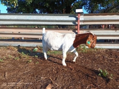 1X BOERBOK OOI/EWE LUKAAN TRAIDING