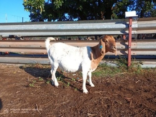1X BOERBOK OOI/EWE LUKAAN TRAIDING