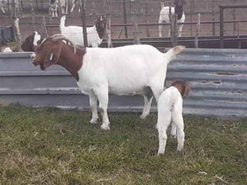 1X BOERBOK OOI/EWE VICTOR BOERBOK