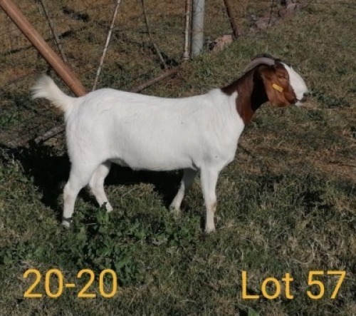 1X BOERBOK OOI/EWE AUCAMP BOERBOK