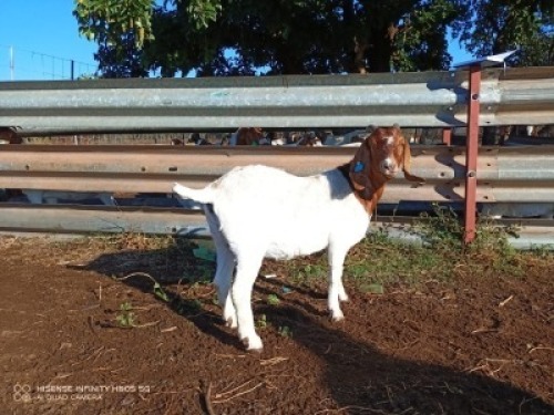 1X BOERBOK OOI/EWE LUKAAN TRAIDING