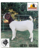 LOT 81 1X KOMMERSIELE OOI/COMMERCIAL EWE BOERBOK BENITA VAN RENSBURG BOERBOKKE