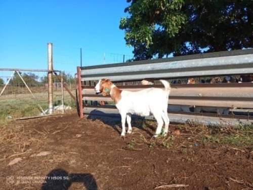 1X BOERBOK OOI/EWE LUKAAN TRAIDING