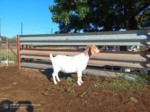 1X BOERBOK OOI/EWE LUKAAN TRAIDING