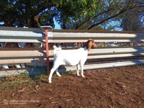1X BOERBOK OOI/EWE LUKAAN TRAIDING