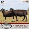 LOT 73 4X MEATMASTER OOI/EWE DIDYMUS MEATMASTERS(PER STUK OM LOT TE NEEM/PER PIECE TO TAKE THE LOT) - 2