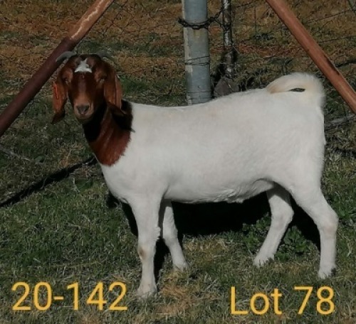 1x BOERBOK OOI/EWE KANONFONTEIN BOERBOKSTOET