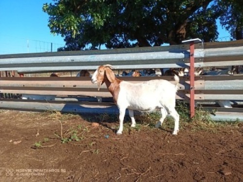 1X BOERBOK OOI/EWE LUKAAN TRAIDING