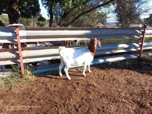 1X BOERBOK OOI/EWE LUKAAN TRAIDING
