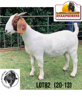 LOT 82 1X KOMMERSIELE OOI/COMMERCIAL EWE BOERBOK BENITA VAN RENSBURG BOERBOKKE