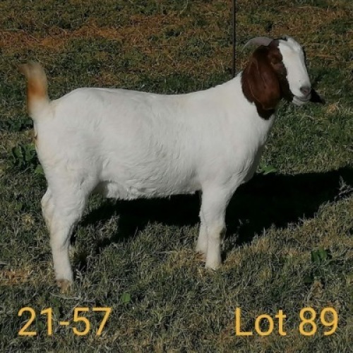 1X BOERBOK OOI/EWE AUCAMP BOERBOK