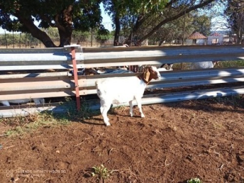 1X BOERBOK OOI/EWE LUKAAN TRAIDING