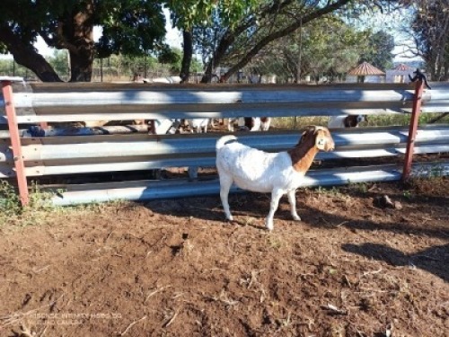 1X BOERBOK OOI/EWE LUKAAN TRAIDING