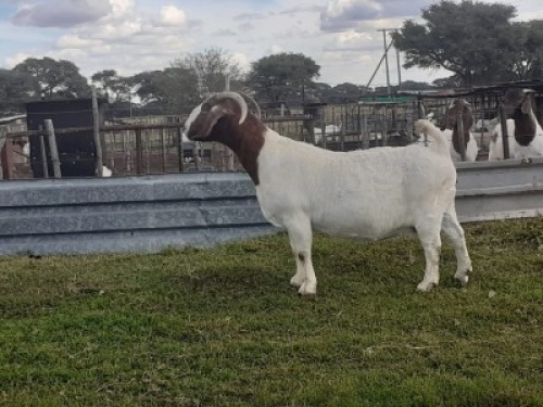 1X BOERBOK OOI/EWE VICTOR BOERBOK