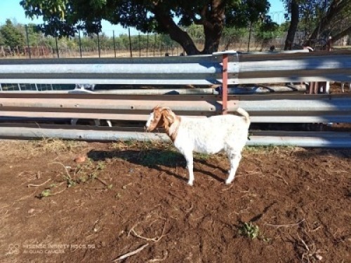 1X BOERBOK OOI/EWE LUKAAN TRAIDING