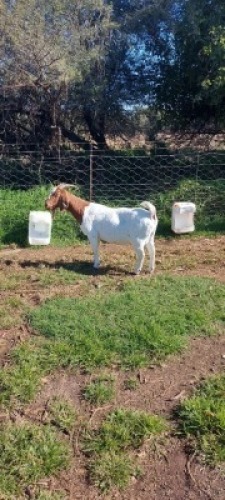 1X BOERBOK OOI/EWE HORISON BOERBOK STOET JAAP SUURD
