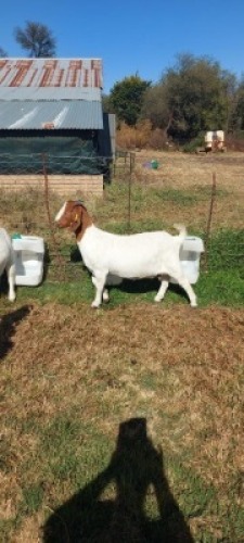 1X BOERBOK OOI/EWE HORISON BOERBOK STOET JAAP SUURD