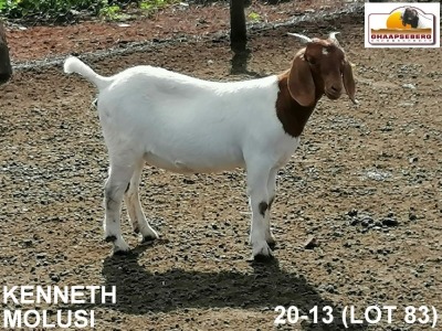 LOT 83 1X KOMMERSIELE OOI/COMMERCIAL EWE BOERBOK KENNETH MOLUSI BOERBOKKE