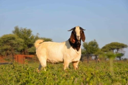 1X BOERBOK RAM SIHENCHA BOERBOKSTOET