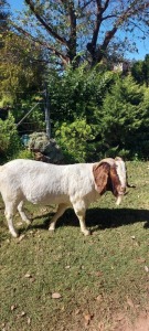 1X BOERBOK RAM HORISON BOERBOK STOET JAAP SUURD