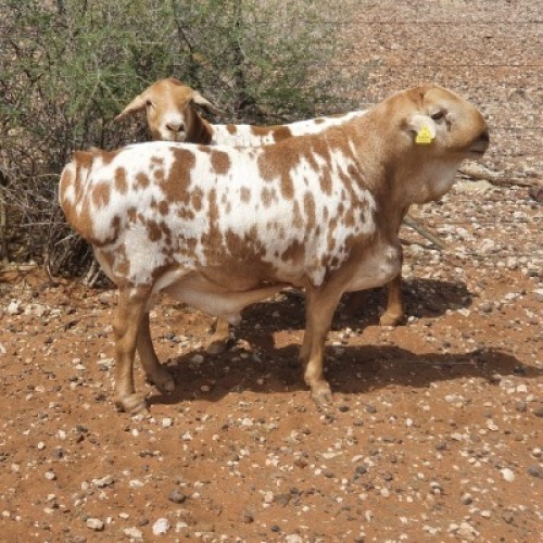 1X ROOI PERSIE RAM JLK KOTZE